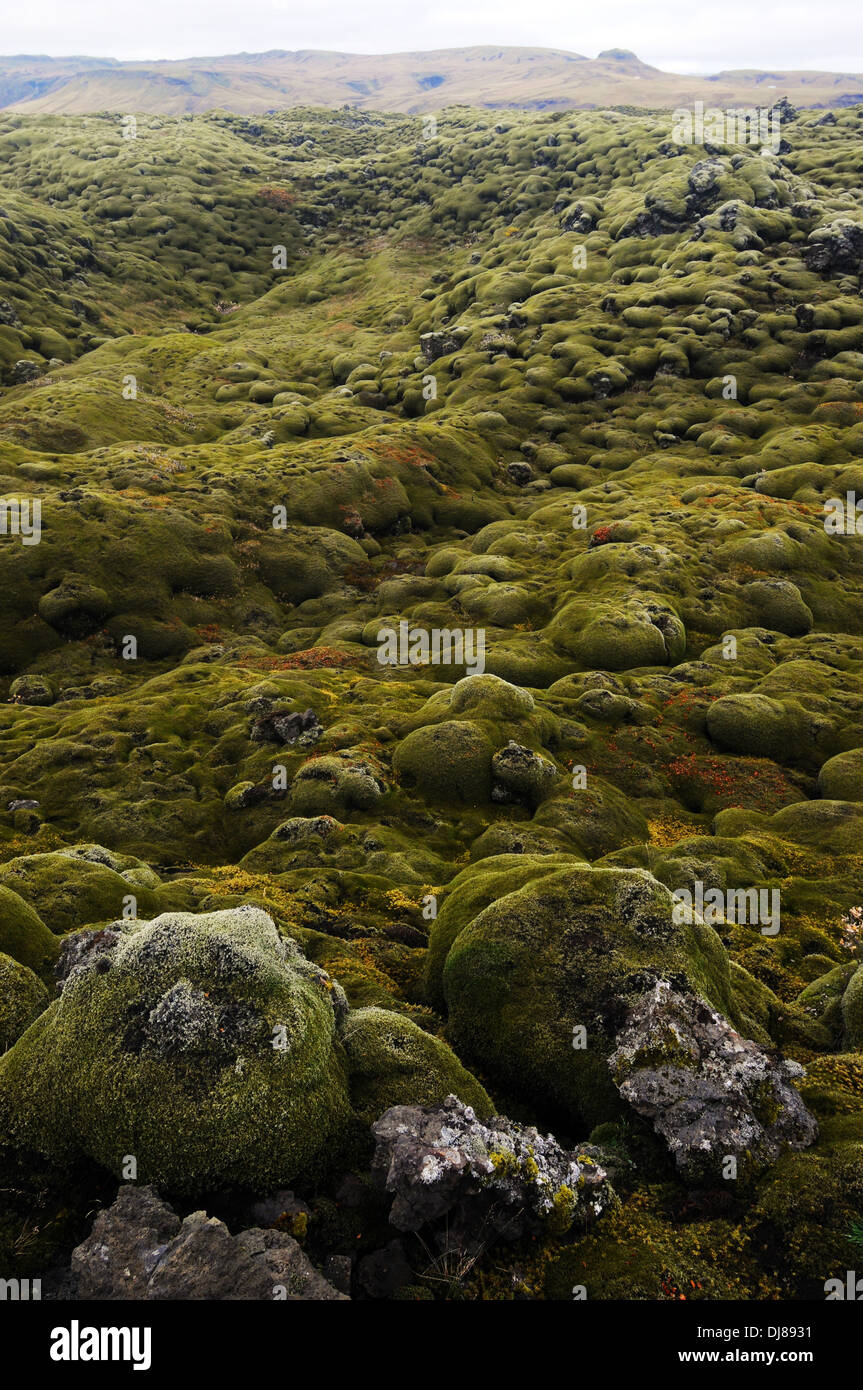 Altes Lavafeld bedeckt im Moos, Süden Islands Stockfoto