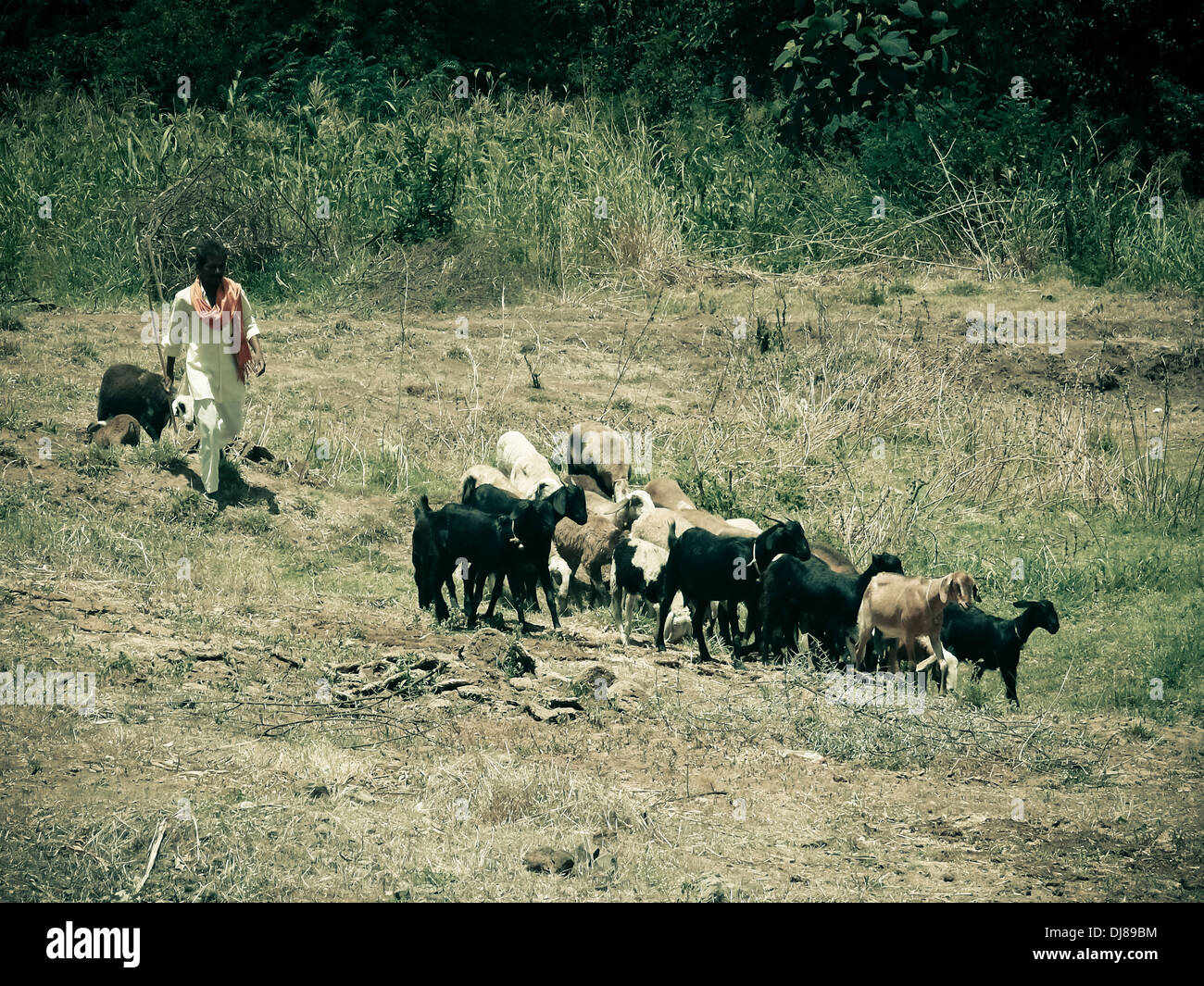 Sheeps Ovis Canadensis Wandern in Gruppen mit einem Hirten, ländliche Gegend, Maharashtra, Indien Stockfoto