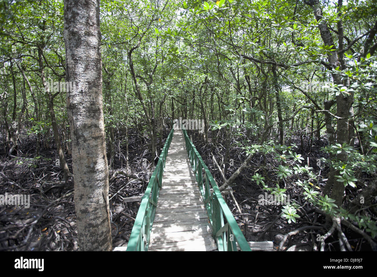 Holz- Pfad durch den Dschungel der Insel Baratang, Andaman Inseln, Indien Stockfoto