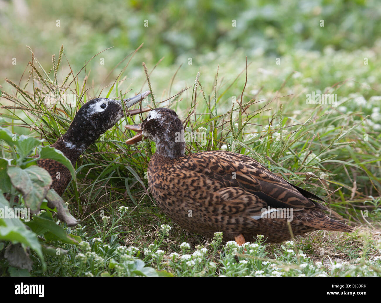 Paar Laysan Ducks (Anas laysanensis), die sich in der Hochlandvegetation auf Midway auf den Hawaii-Inseln ernähren. Vom Aussterben bedrohte Arten. Stockfoto