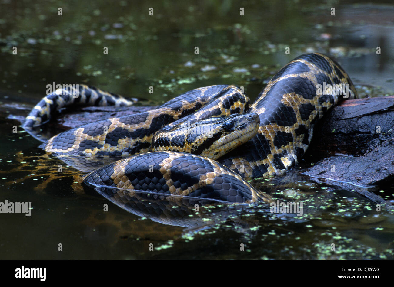 Yellow anaconda eunectes notaeus Fotos und Bildmaterial in hoher