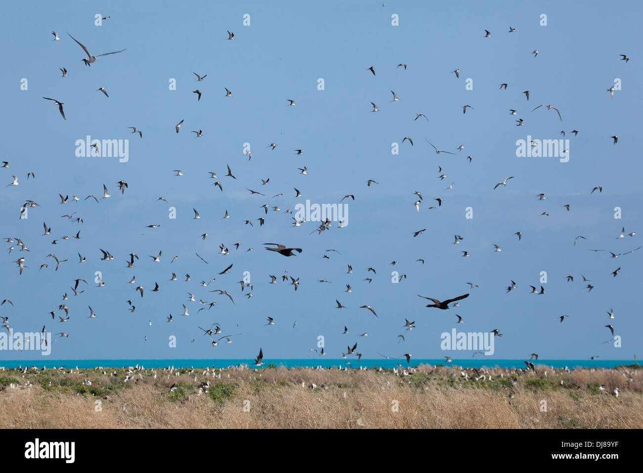 Mehrere Seeschwalbenarten fliegen über dem Seevögel-Nistgebiet auf unbewohnter Eastern Island im Midway Atoll National Wildlife Refuge Stockfoto
