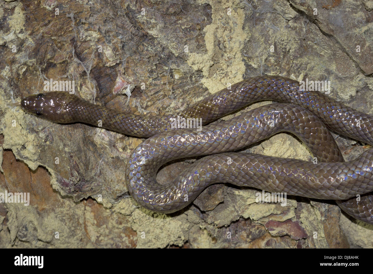 GEMEINSAMEN WOLF Schlange Lycodon Aulicus, nicht giftige, gemeinsamen. Indischer Wolf Schlange. Andaman Inseln, Indien Stockfoto