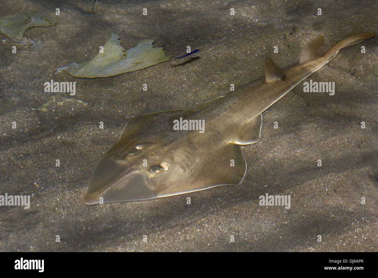 Knallharte GITARRENROCHENS zu schaufeln. Familie, Rhinobatidae, Indien Stockfoto