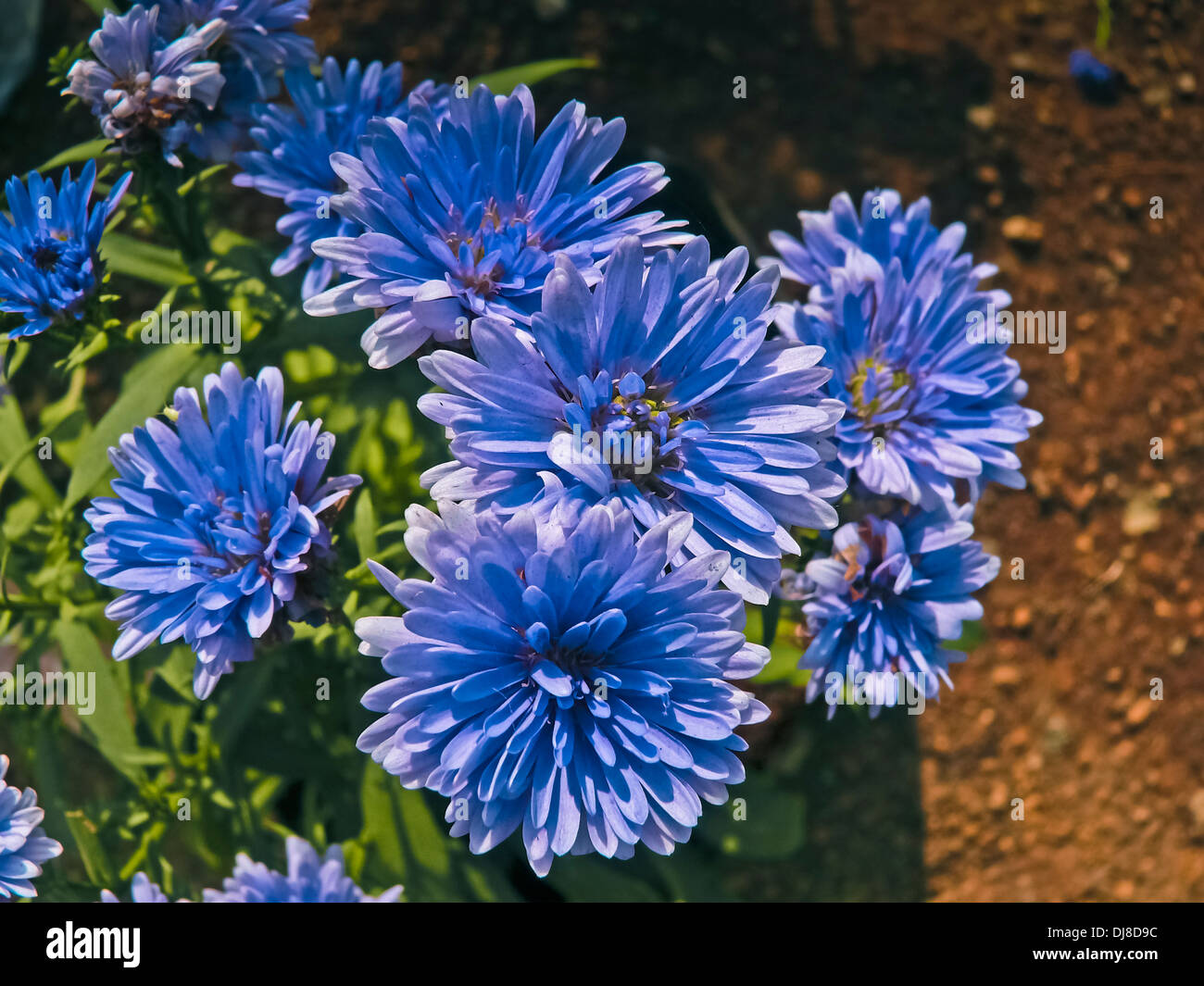 Neubelgische aster Fotos und Bildmaterial in hoher Auflösung Seite