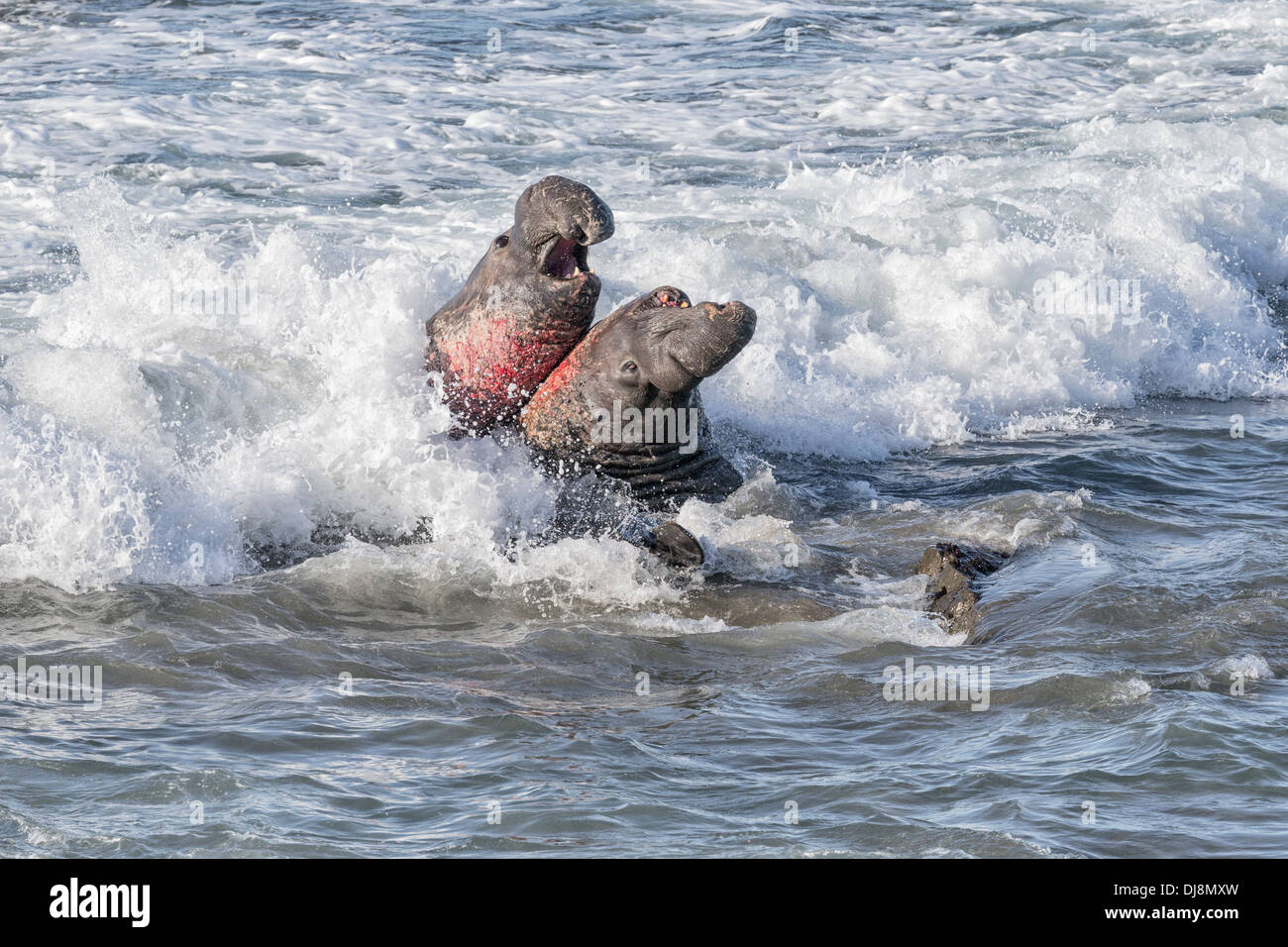 Nördlichen See-Elefanten Männchen kämpfen Stockfoto