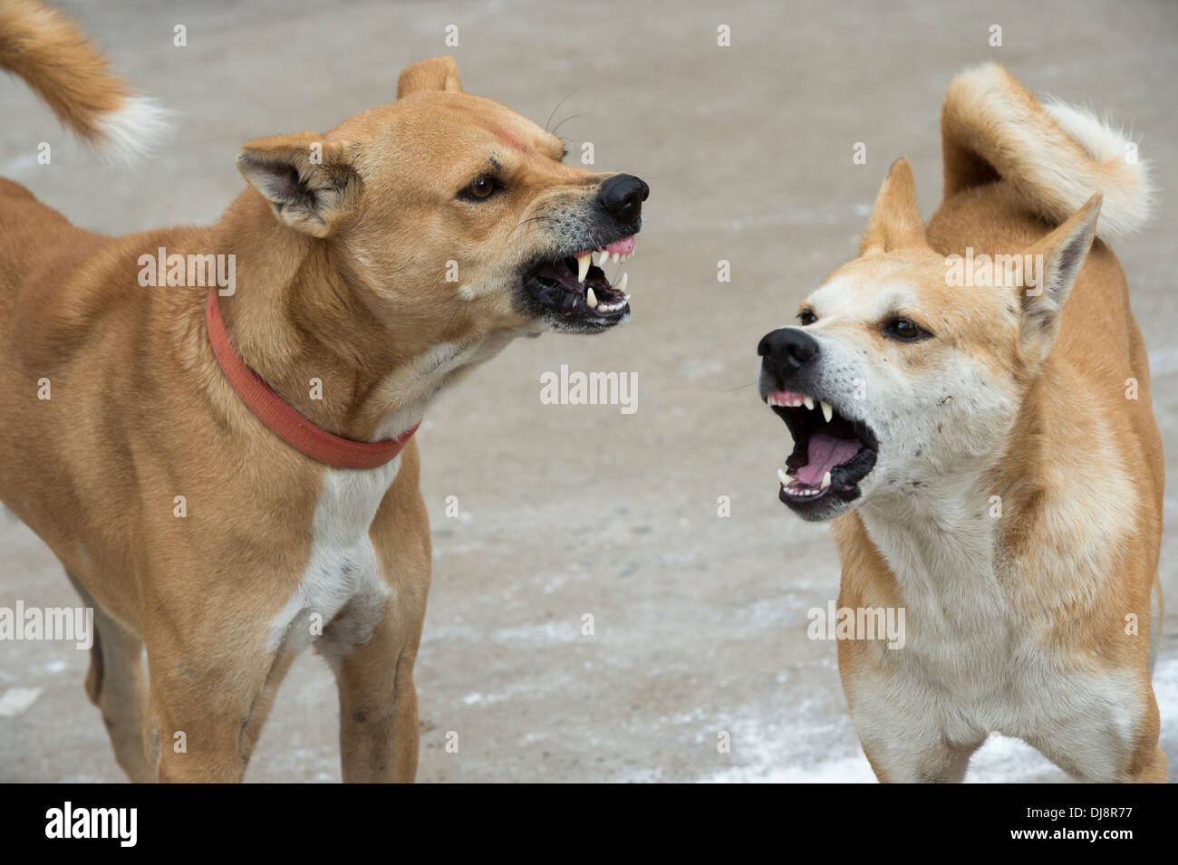 Indische streunende Hunde knurren und knurrend auf einander. Indien Stockfoto
