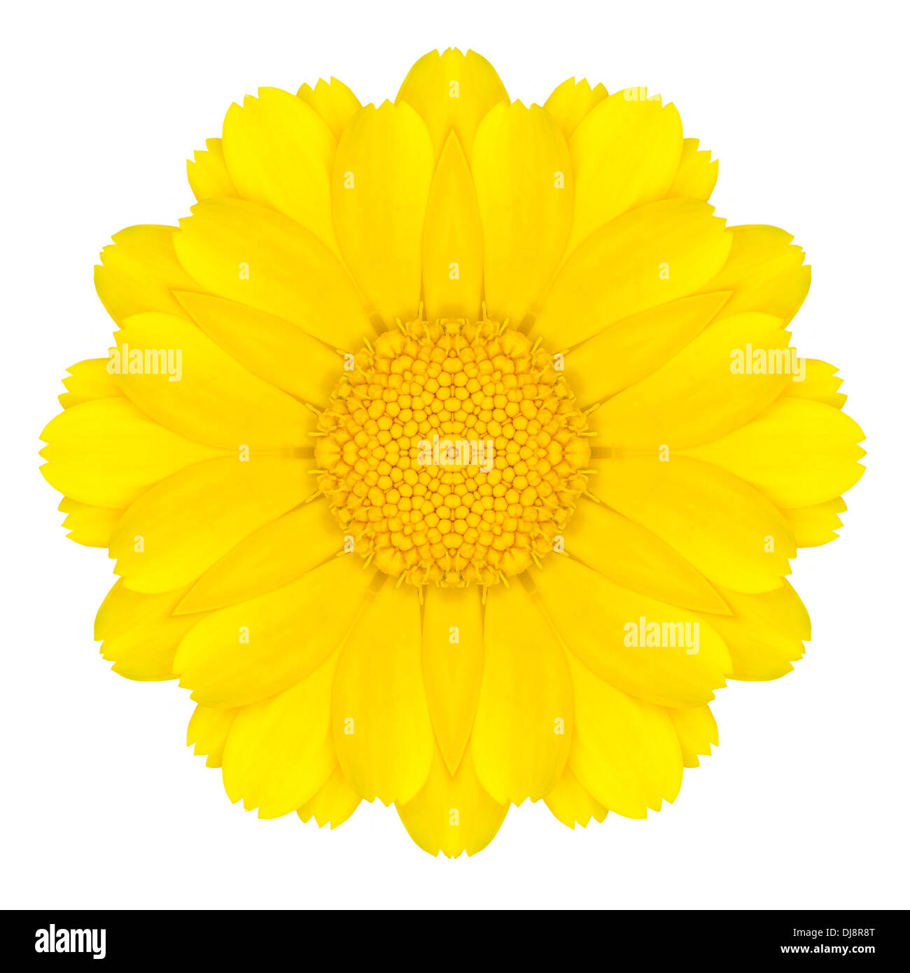 Gelbe konzentrischen Daisy Flower Isolated on White Background. Kaleidoskopische Mandala Design Stockfoto