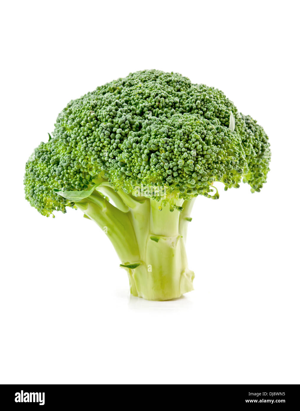 frischen rohen Brokkoli isoliert auf weißem Hintergrund Stockfoto
