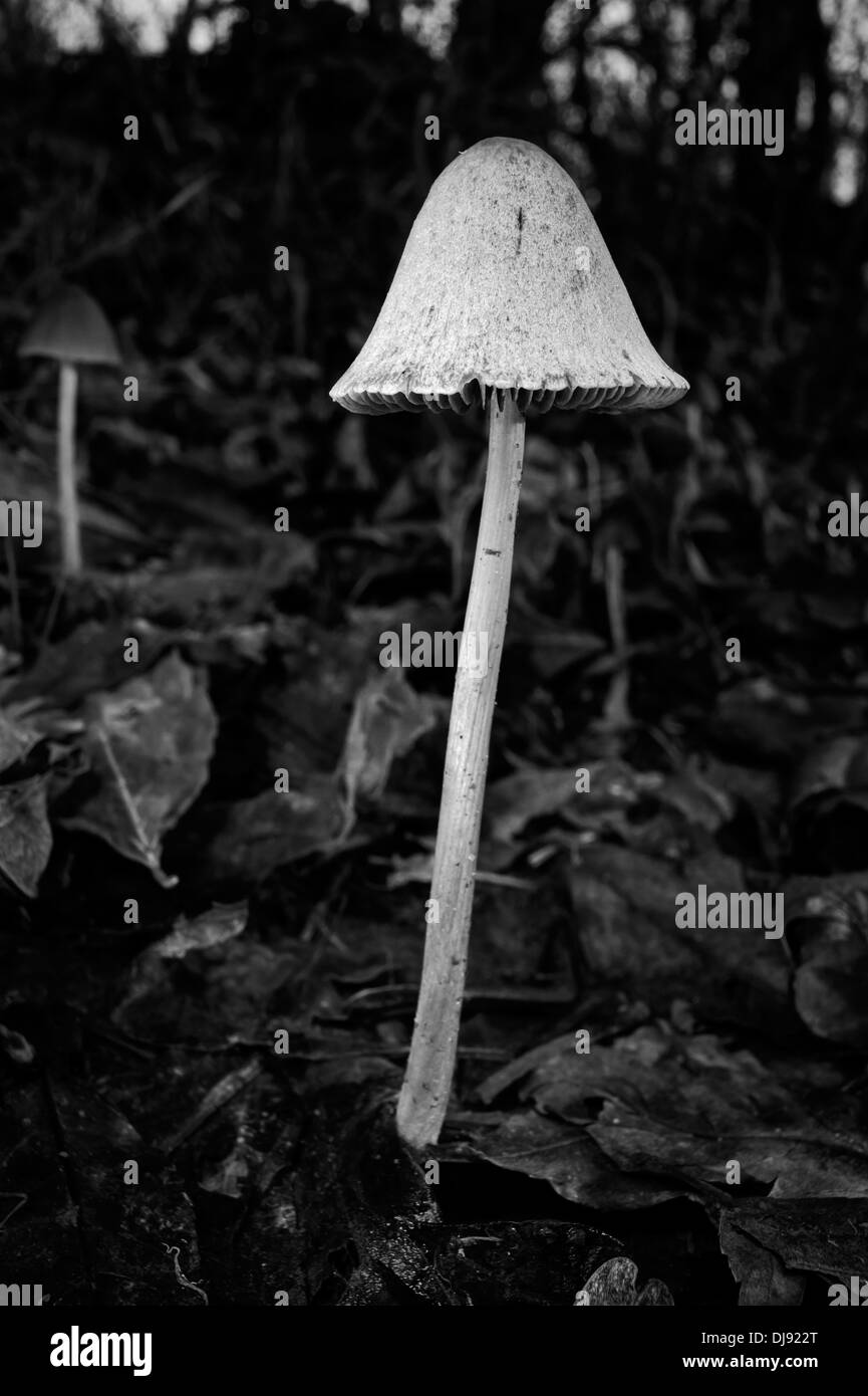 Champignon Stockfoto