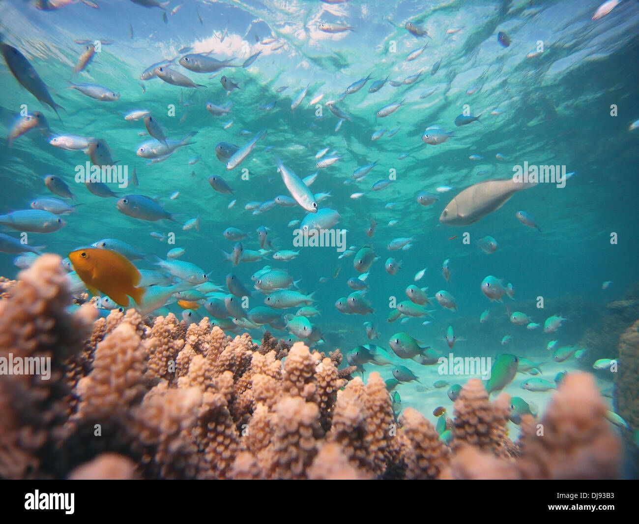 Korallen und Fische in Mackay und Undine Riffe, vom Cape Tribulation, Great Barrier Reef Marine Park, Queensland, Australien Stockfoto