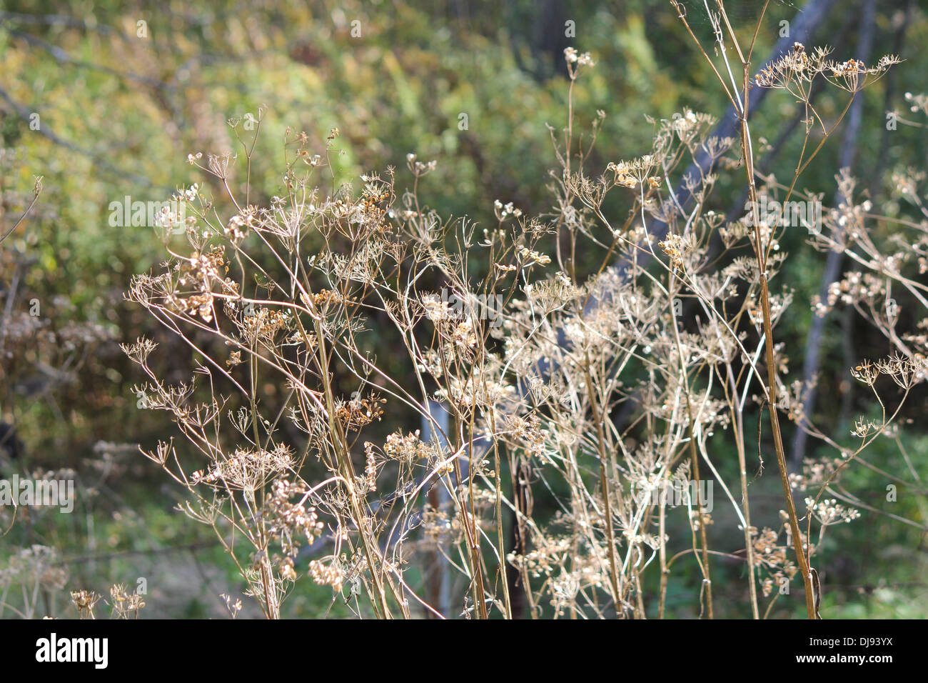 Wilden Pastinaken gegangen, um Samen. Es ist eine invasive Pflanze giftig, und für den Menschen schwere Verletzungen verursachen kann, während der Blütezeit Stockfoto