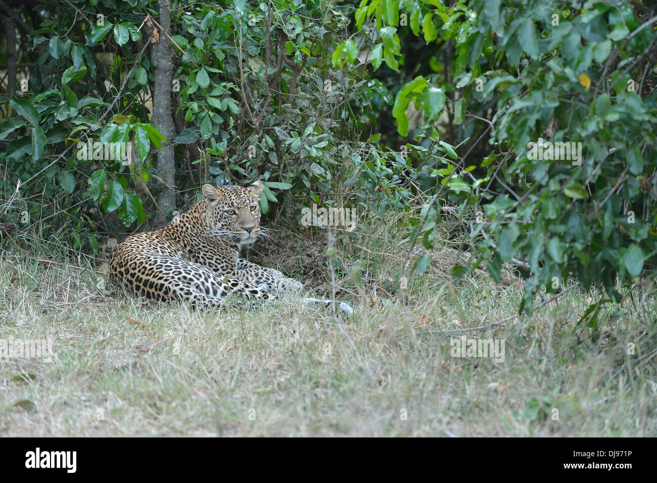 Leopard - Panther (Panthera Pardus) auf dem Boden Masai Mara - Kenia - Ost-Afrika Stockfoto