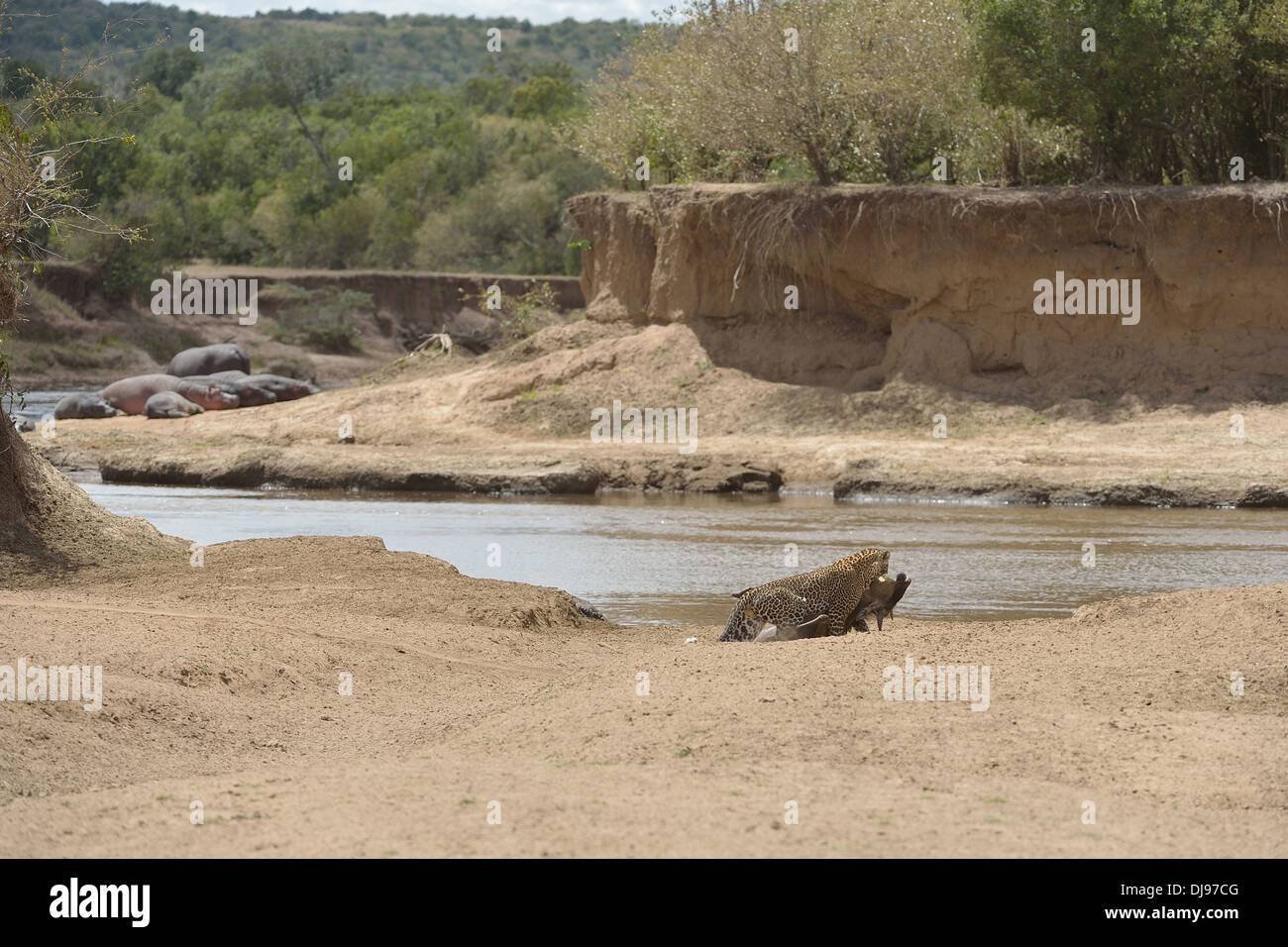 Leopard - Panther (Panthera Pardus) tötet ein Gnu am Ufer des Mara Flusses gemeinsame Gnus (Connochaetes Taurinus) Stockfoto