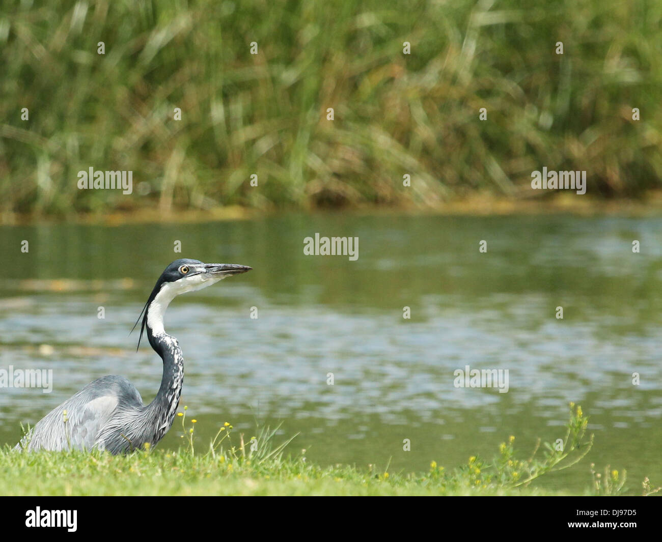 Schwarze Spitze Heron Ardea melanocephala Stockfoto