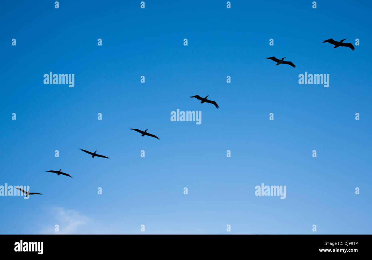 Sieben Pelikane Silhouette gegen einen blauen Himmel, wie sie zum Meer in Galveston, Texas, USA fliegen. Stockfoto