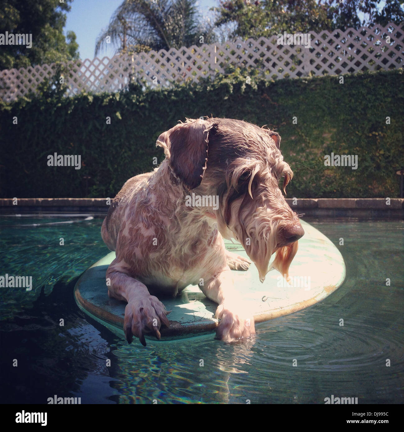 Hundesitting auf aufblasbaren Ring im pool Stockfoto