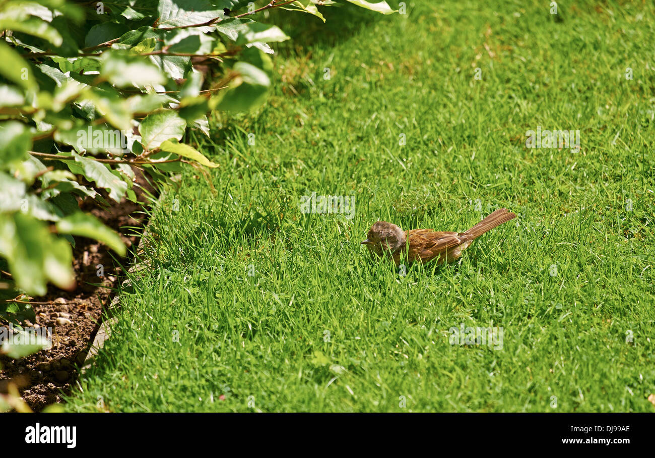 Hecken im sommer Fotos und Bildmaterial in hoher Auflösung Alamy