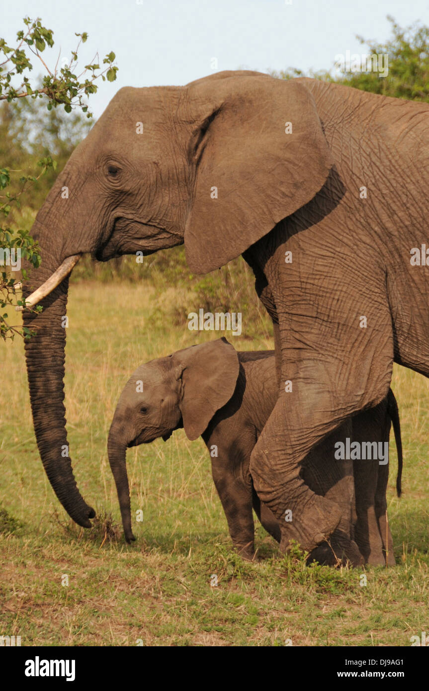 Elefantendame mit Kalb (Loxodonta Africana Africana) Masai Mara National Reserve, Kenia, Ostafrika Stockfoto