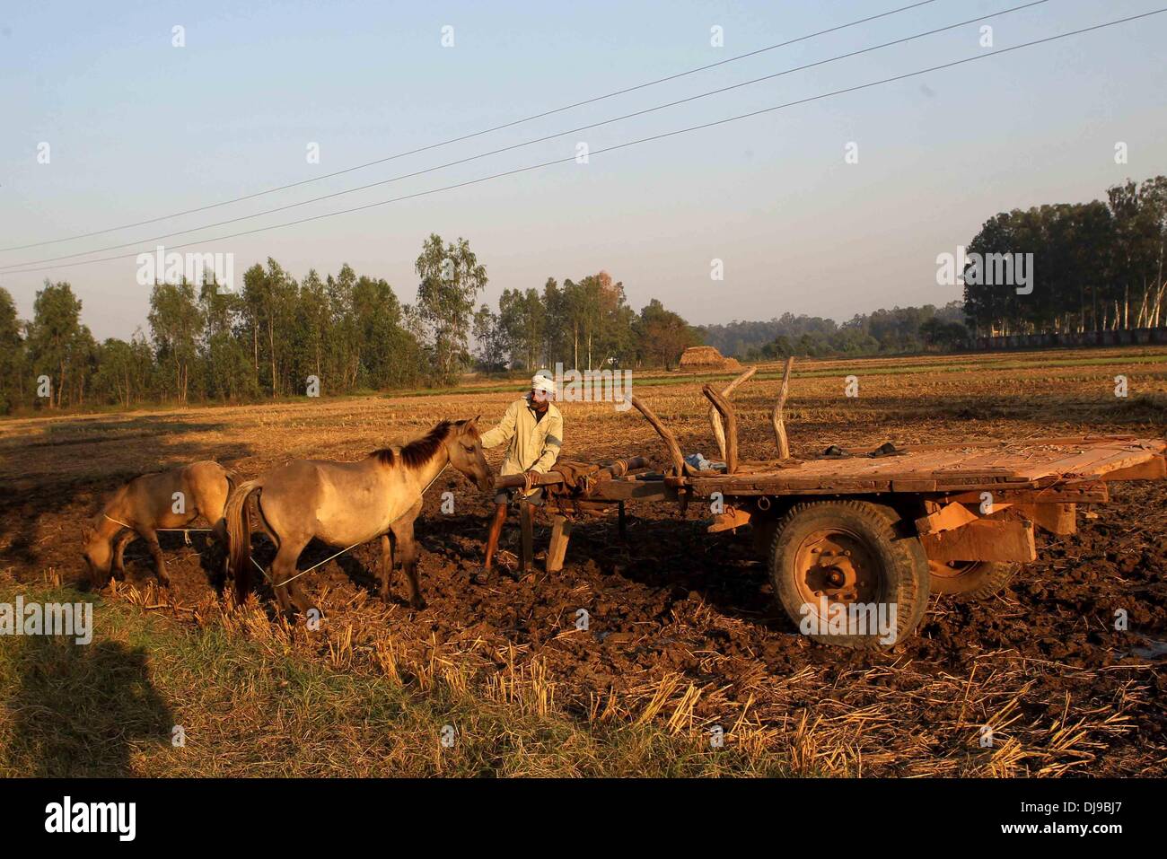 Jammu, Kaschmir. 25. November 2013.  Ein Landwirt knüpft ein Pferd mit seinem Wagen im Satowali Village in der Nähe der Grenze zwischen Indien und Pakistan, etwa 30 Kilometer von Jammu, die Winterhauptstadt von Indien kontrollierten Kaschmir, 25. November 2013. Die Waffenruhe entlang der Linie der Steuerung (LoC) und internationale Grenze zwischen Indien und Pakistan würde 10 Jahre am 26. November 2013 erreichen. Neu-Delhi und Islamabad im Jahr 2003 vereinbarten Waffenstillstand entlang der Staatsgrenze und LoC in Kaschmir zu beobachten. Bildnachweis: Xinhua/Alamy Live-Nachrichten Stockfoto