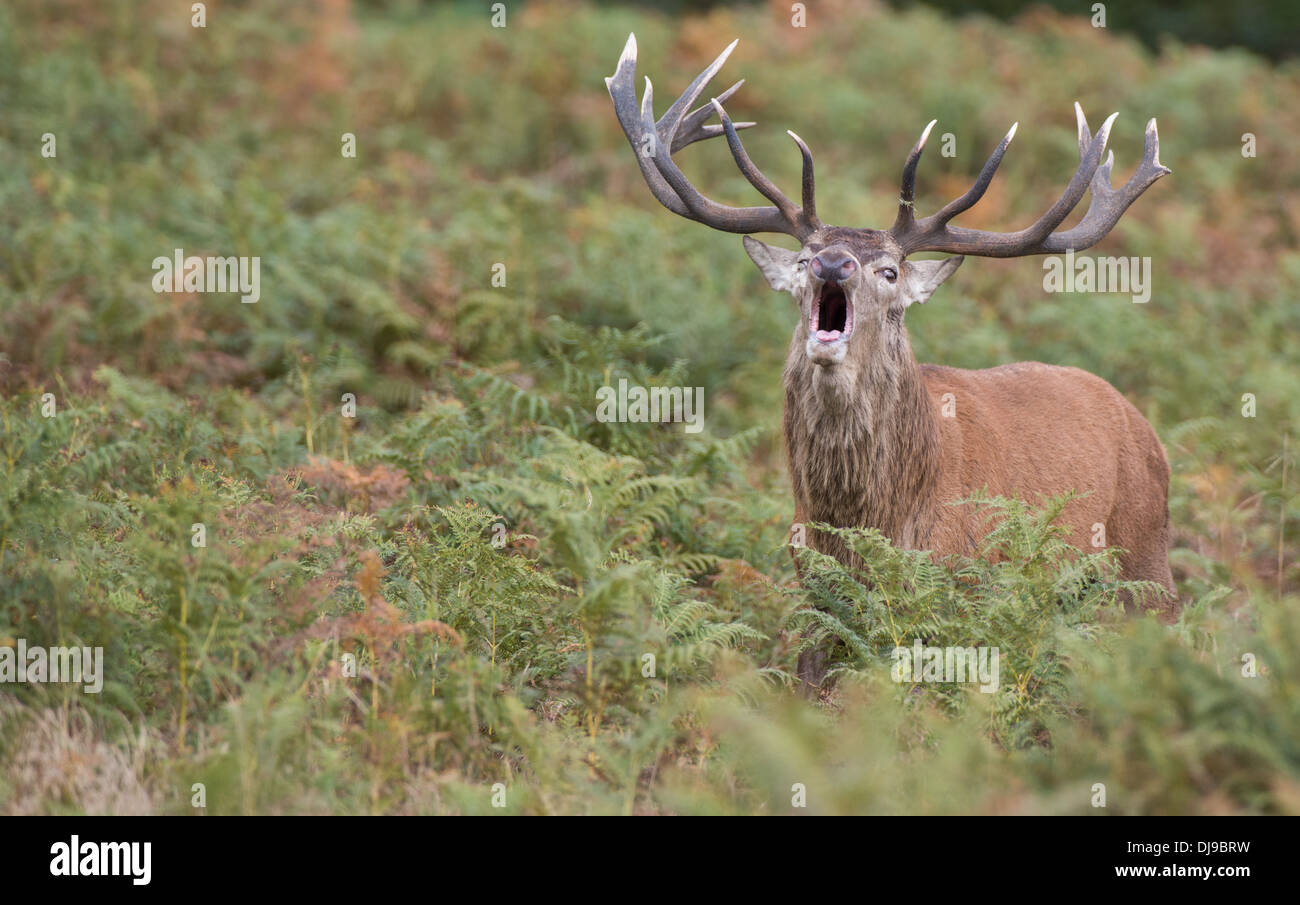 Rotwild während der Paarungszeit, Richmond Park, Surrey, Großbritannien Stockfoto