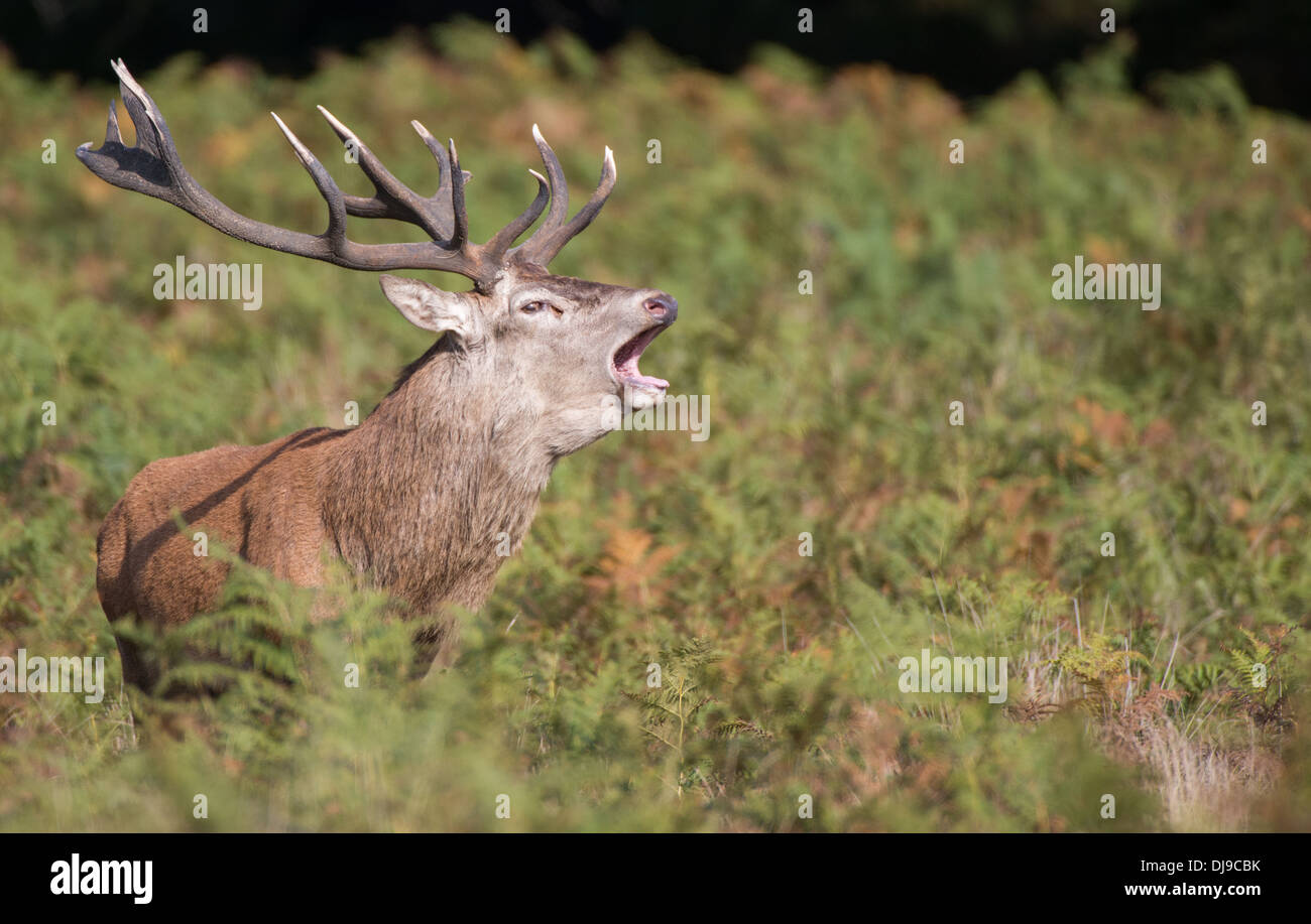 Rotwild während der Paarungszeit, Richmond Park, Surrey, Großbritannien Stockfoto
