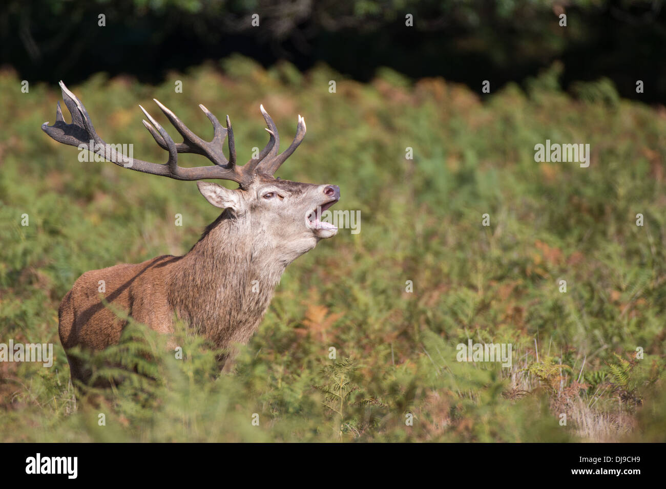 Rotwild während der Paarungszeit, Richmond Park, Surrey, Großbritannien Stockfoto