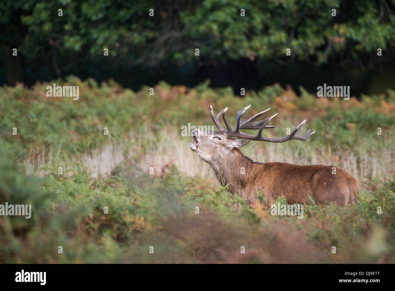 Rotwild während der Paarungszeit, Richmond Park, Surrey, Großbritannien Stockfoto