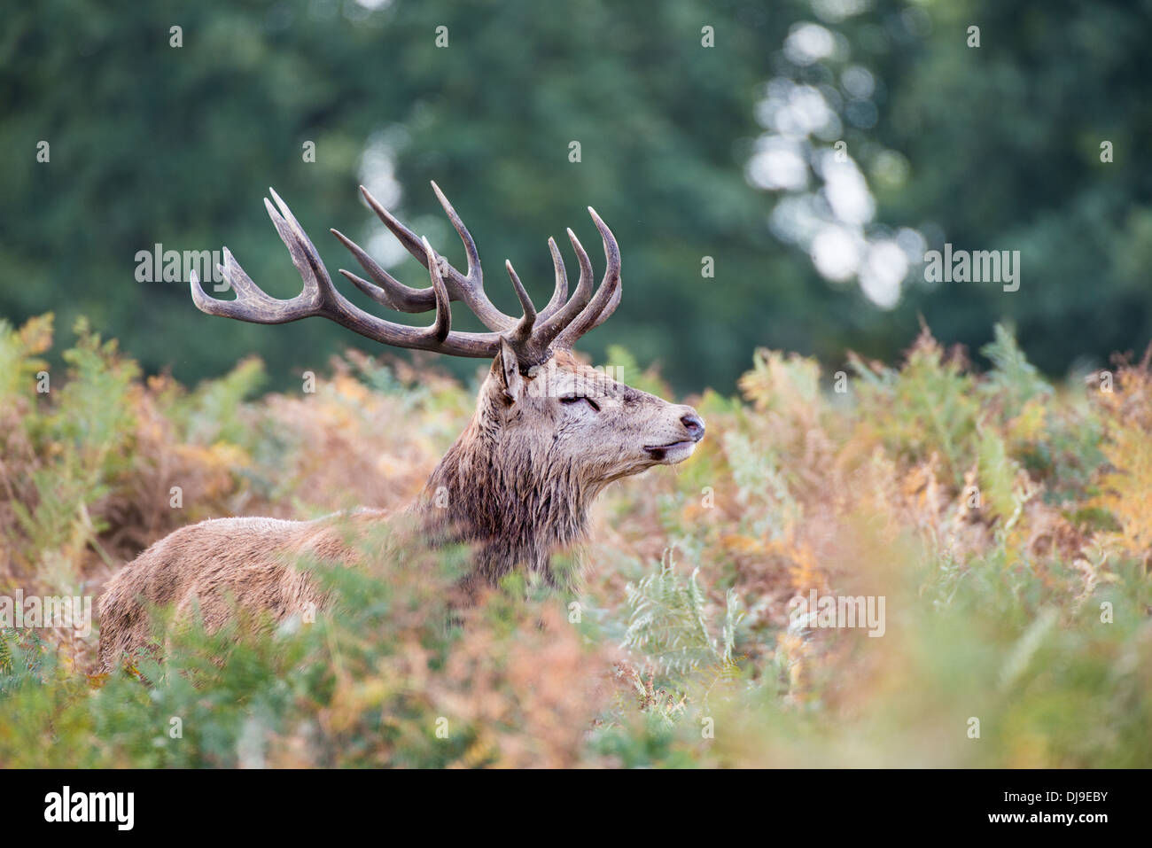 Rotwild während der Paarungszeit, Richmond Park, Surrey, Großbritannien Stockfoto