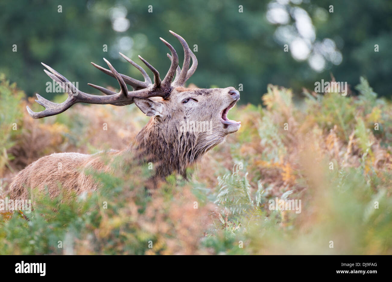 Rotwild während der Paarungszeit, Richmond Park, Surrey, Großbritannien Stockfoto
