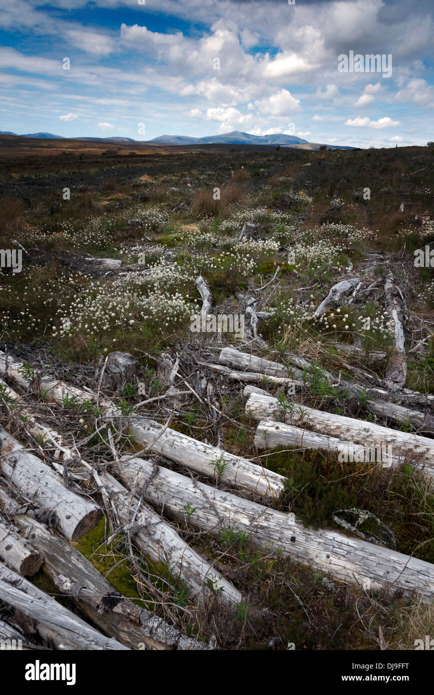 Gefällte Bäume im schottischen Landschaftskulisse Sutherland Schottland Stockfoto
