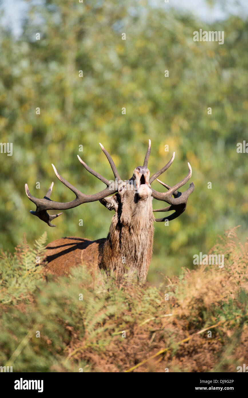 Rotwild während der Paarungszeit, Richmond Park, Surrey, Großbritannien Stockfoto