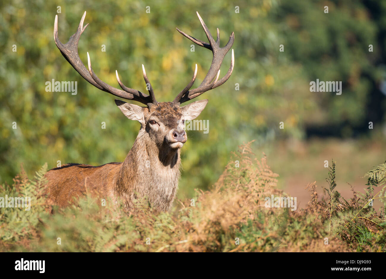 Rotwild während der Paarungszeit, Richmond Park, Surrey, Großbritannien Stockfoto
