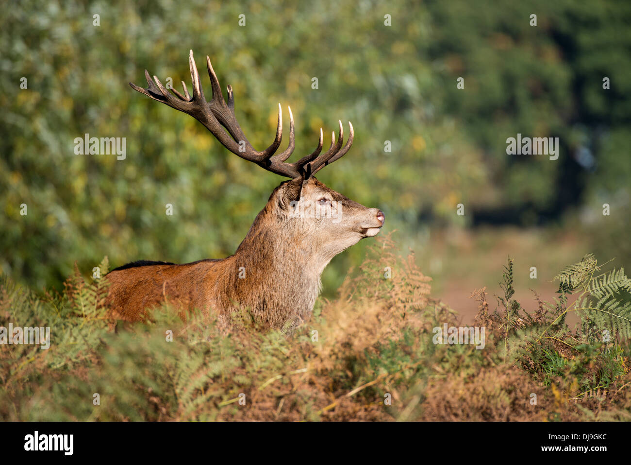 Rotwild während der Paarungszeit, Richmond Park, Surrey, Großbritannien Stockfoto