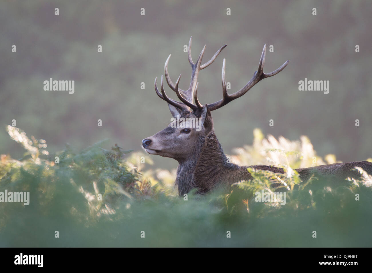 Rotwild während der Paarungszeit, Richmond Park, Surrey, Großbritannien Stockfoto
