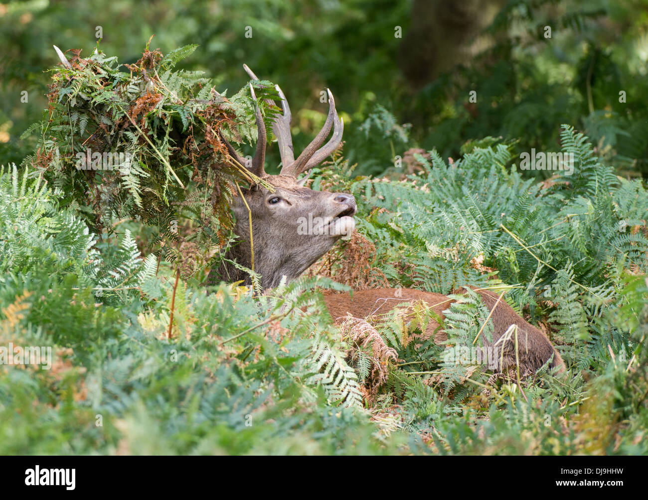 Rotwild während der Paarungszeit, Richmond Park, Surrey, Großbritannien Stockfoto