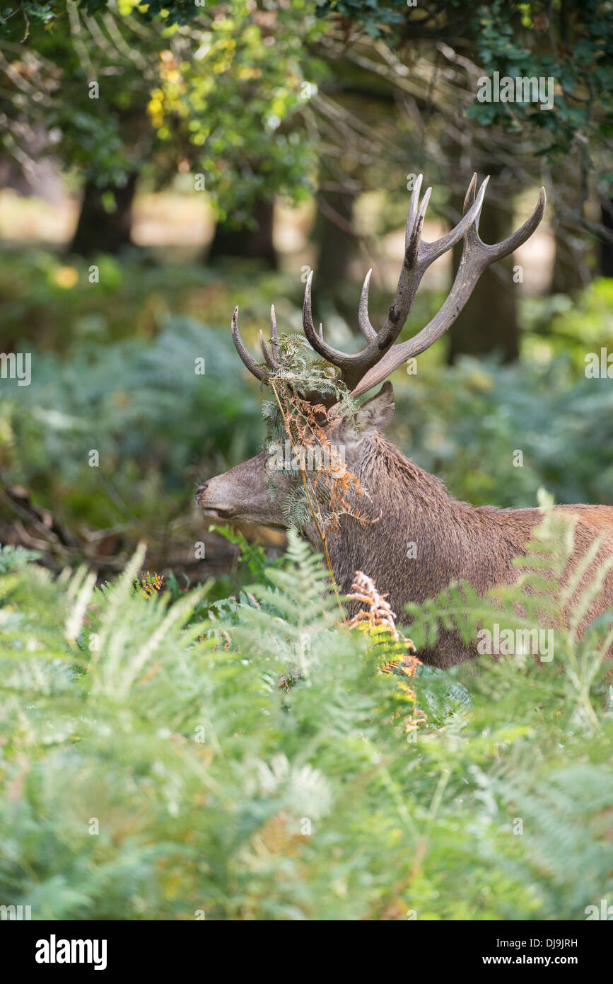 Rotwild während der Paarungszeit, Richmond Park, Surrey, Großbritannien Stockfoto