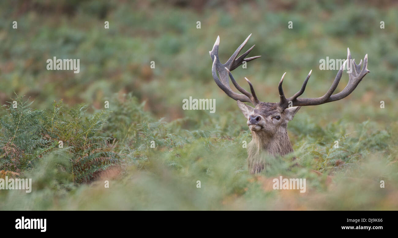 Rotwild während der Paarungszeit, Richmond Park, Surrey, Großbritannien Stockfoto