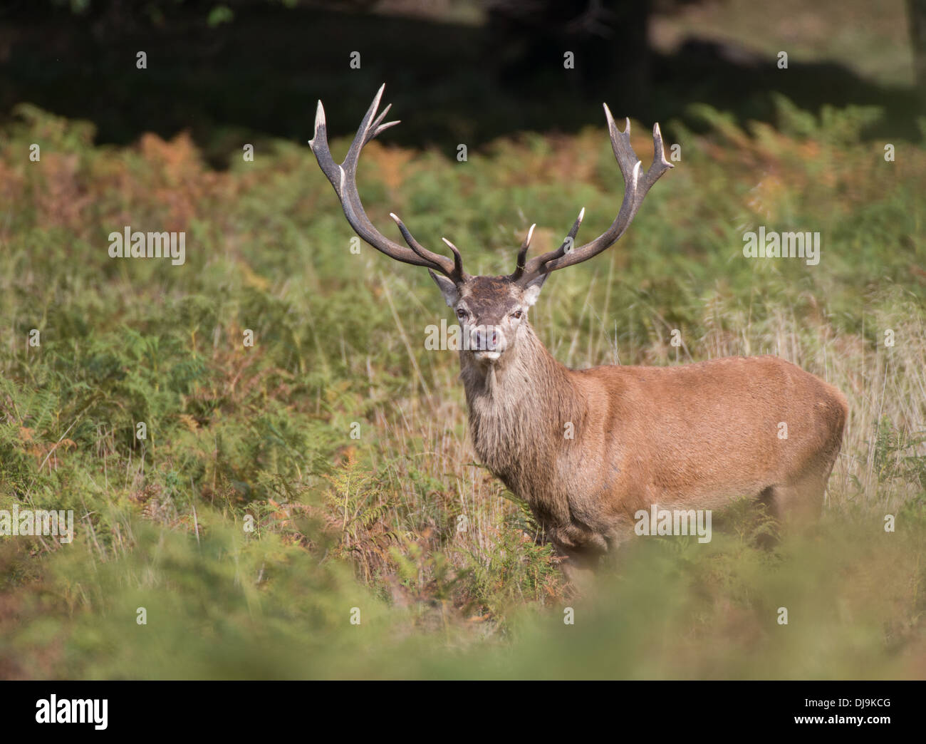 Rotwild während der Paarungszeit, Richmond Park, Surrey, Großbritannien Stockfoto