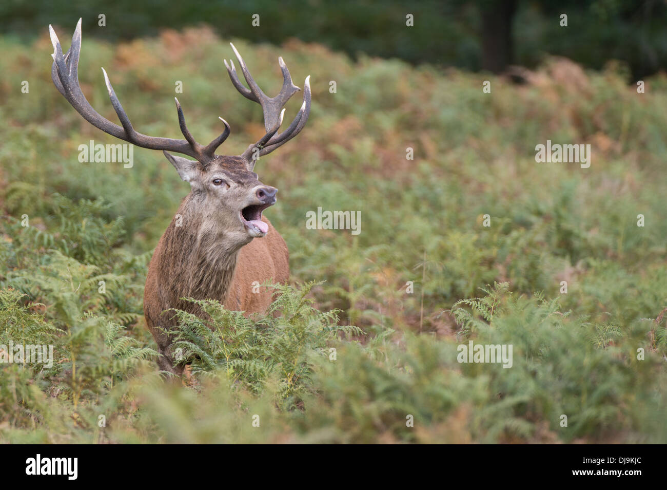 Rotwild während der Paarungszeit, Richmond Park, Surrey, Großbritannien Stockfoto