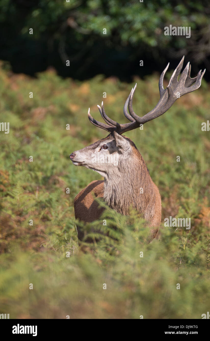 Rotwild während der Paarungszeit, Richmond Park, Surrey, Großbritannien Stockfoto