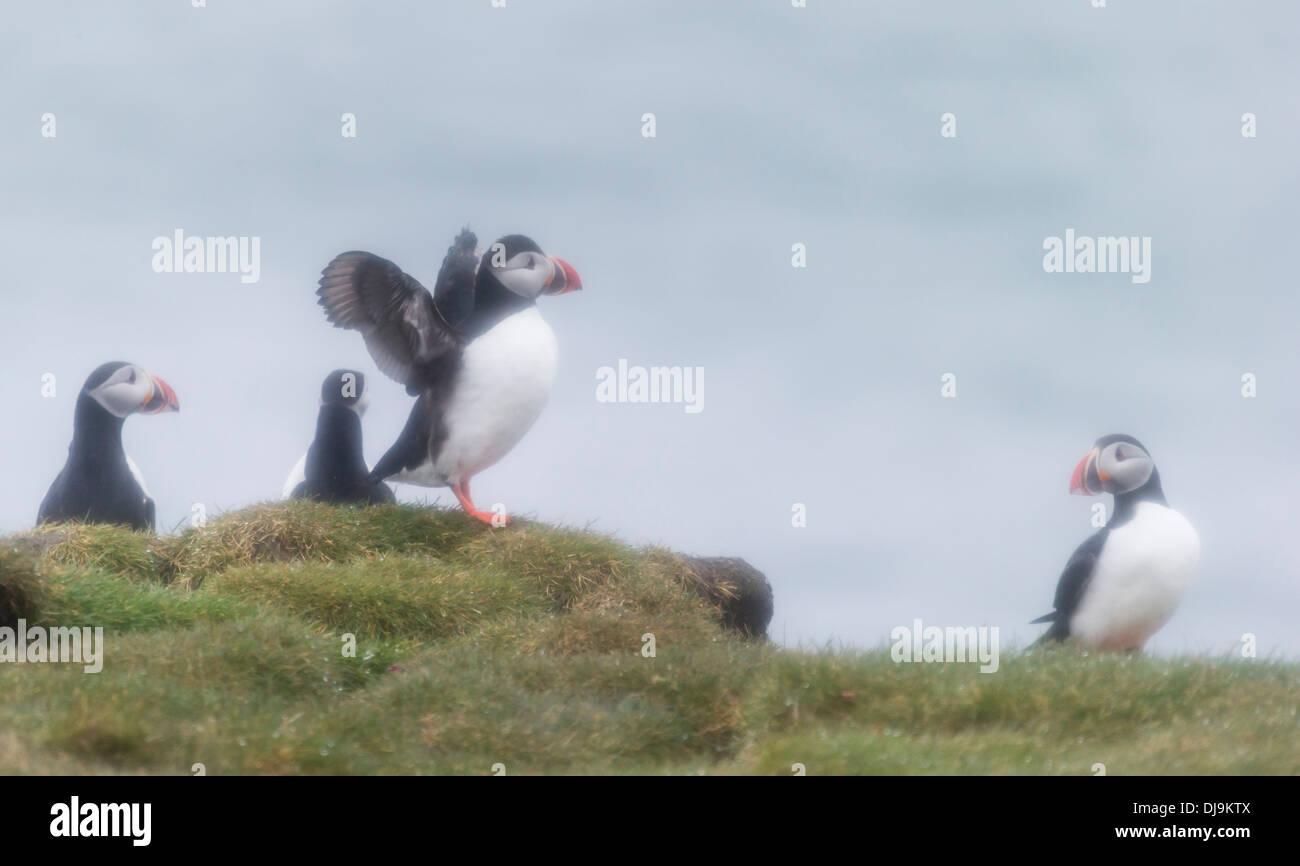 Papageitaucher (Fratercula Arctica) Island Stockfoto