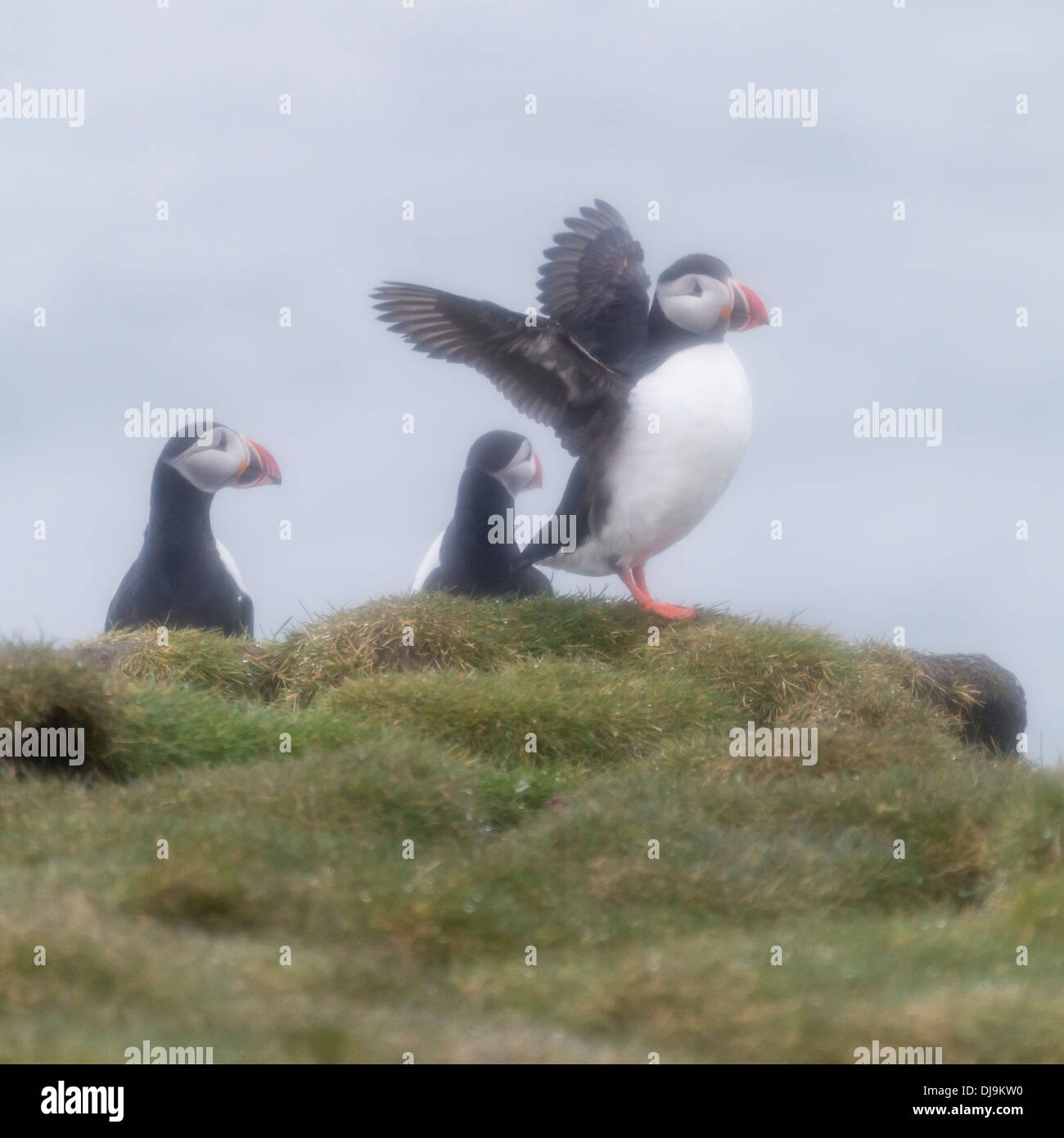 Papageitaucher (Fratercula Arctica) Island Stockfoto