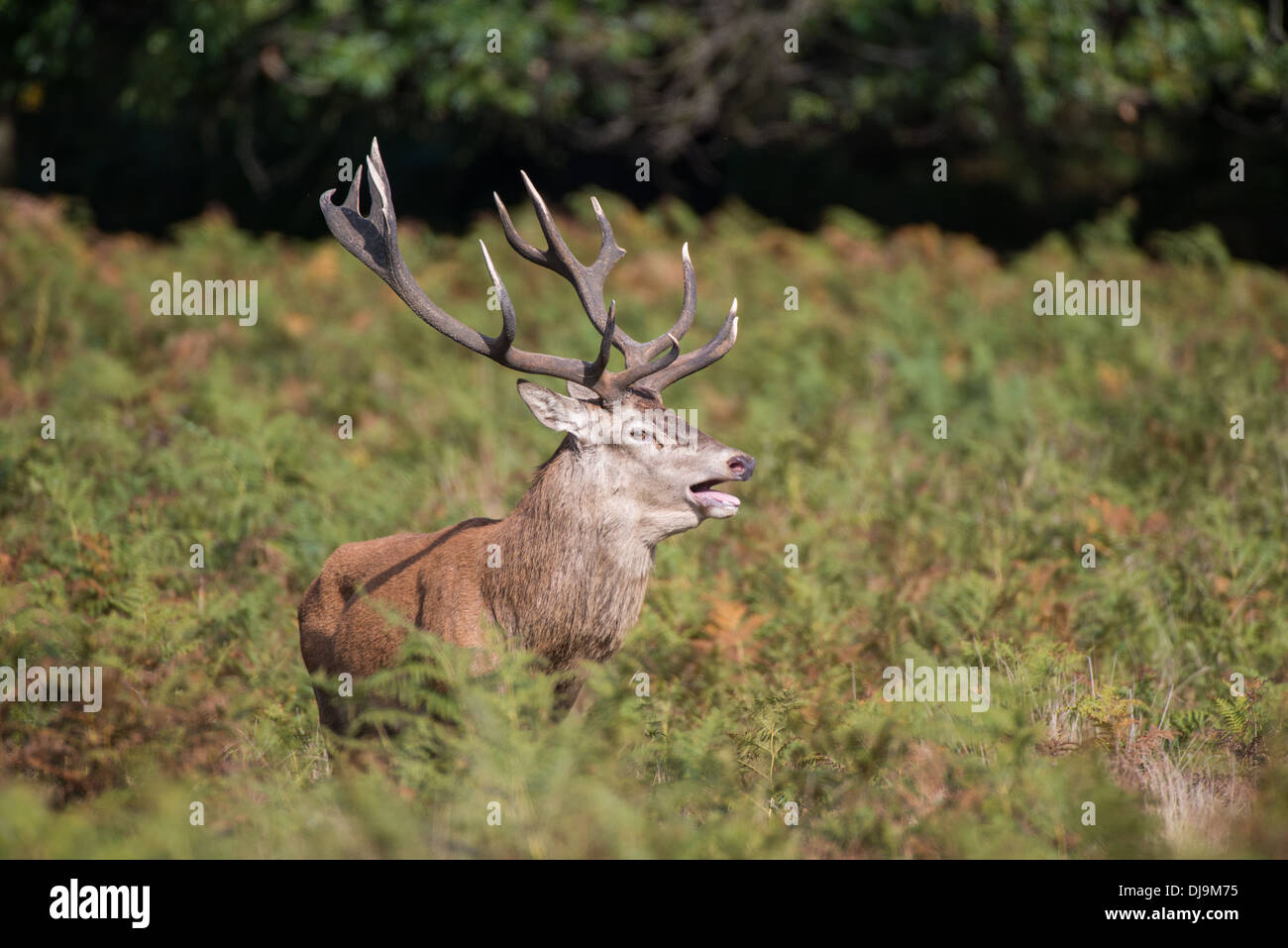 Rotwild während der Paarungszeit, Richmond Park, Surrey, Großbritannien Stockfoto