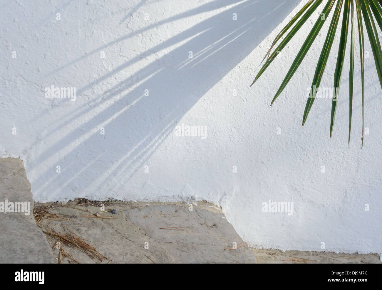 Weiße Wand mit Steintreppe und Palmen Schatten. Stockfoto