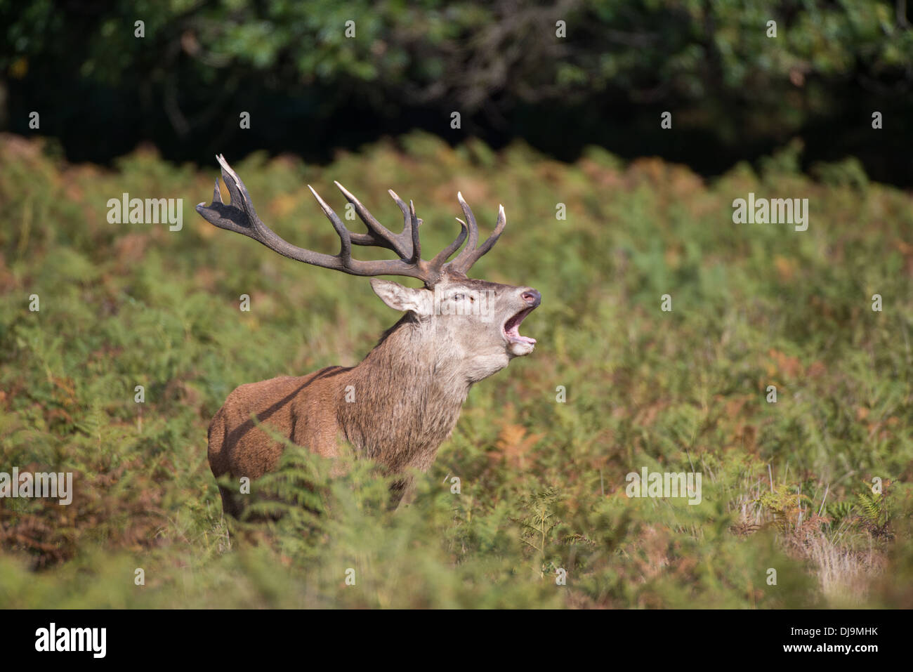 Rotwild während der Paarungszeit, Richmond Park, Surrey, Großbritannien Stockfoto