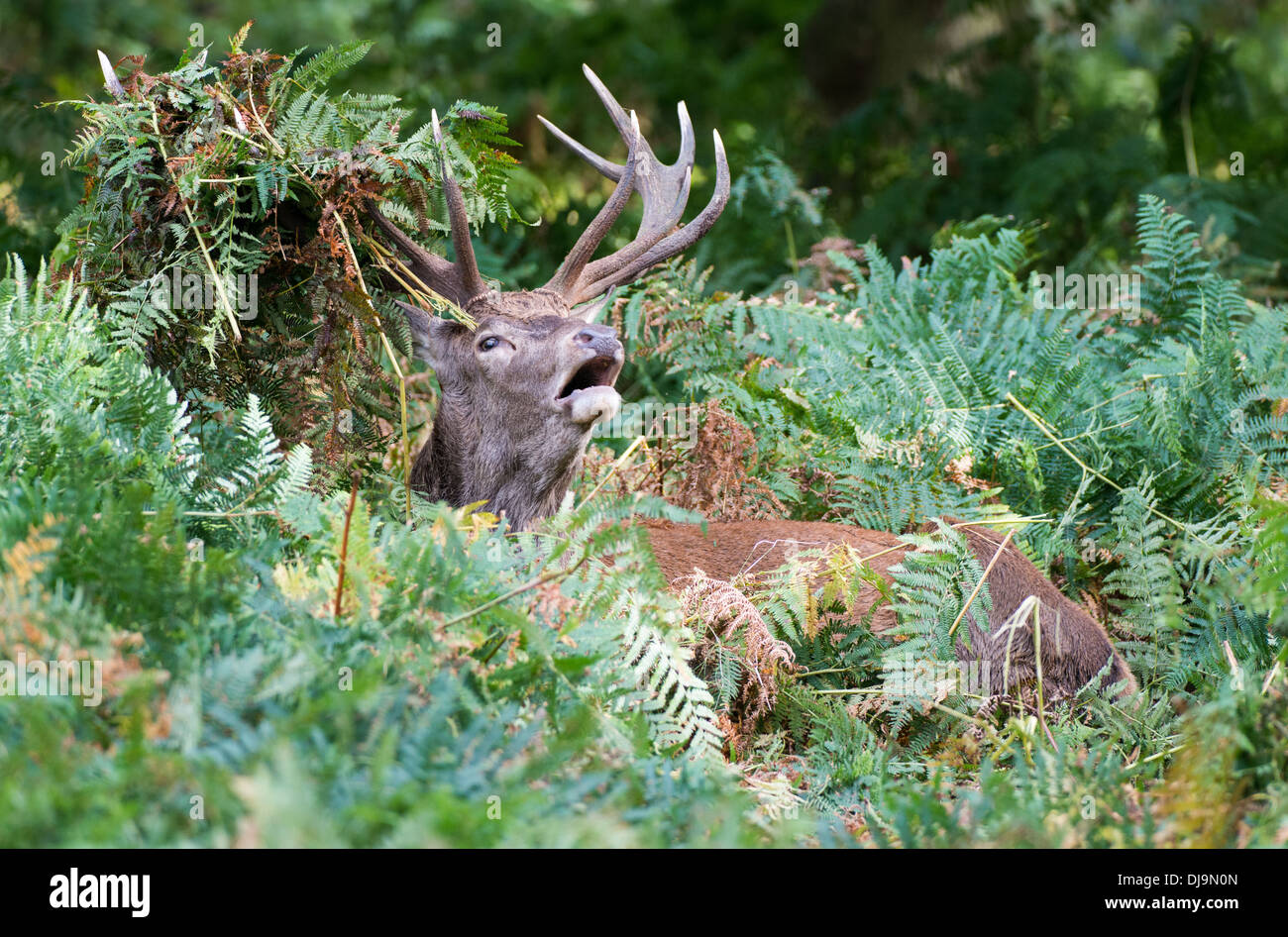 Rotwild während der Paarungszeit, Richmond Park, Surrey, Großbritannien Stockfoto