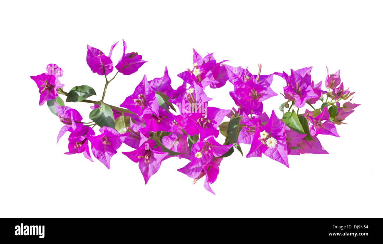 Zweig der rosa Bougainvillea isoliert auf weiss Stockfoto
