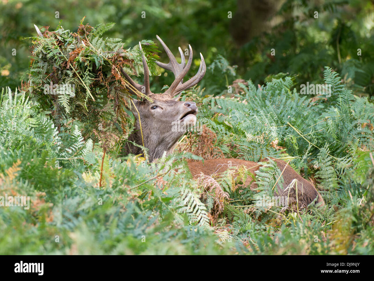 Rotwild während der Paarungszeit, Richmond Park, Surrey, Großbritannien Stockfoto