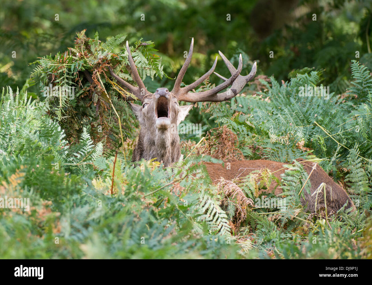 Rotwild während der Paarungszeit, Richmond Park, Surrey, Großbritannien Stockfoto